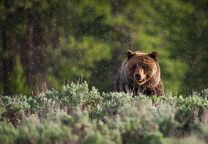 A cinnamon bear in Glacier National Park foraging for food.