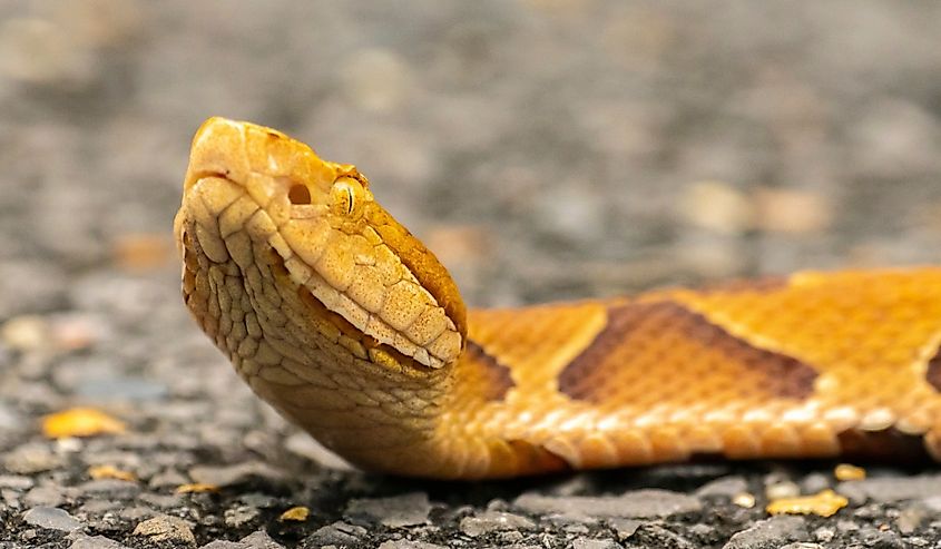 Close-up of copperhead snake, Louisiana, Tensas National Wildlife Refuge.