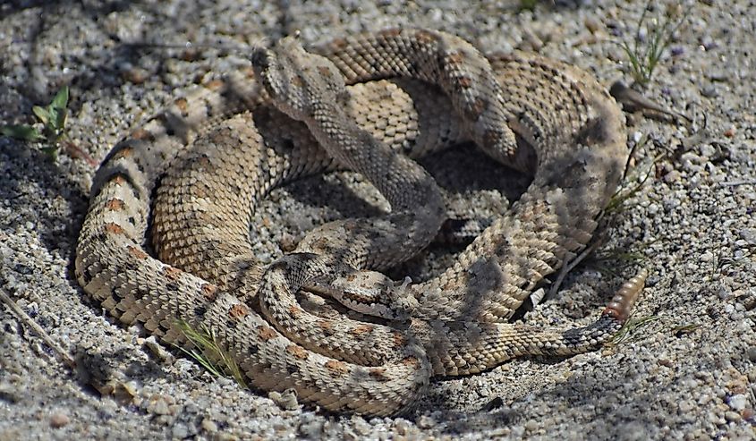 Mojave Desert Sidewinder, Crotalus cerastes cerastes, also called horned rattlesnake or sidewinder rattlesnake.