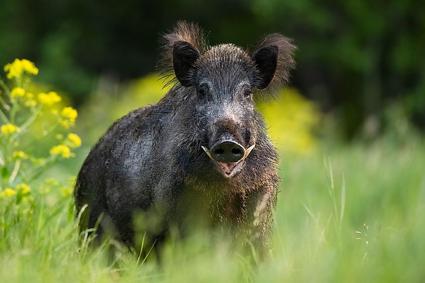 Large male wild boar with tusks in summer scenery.