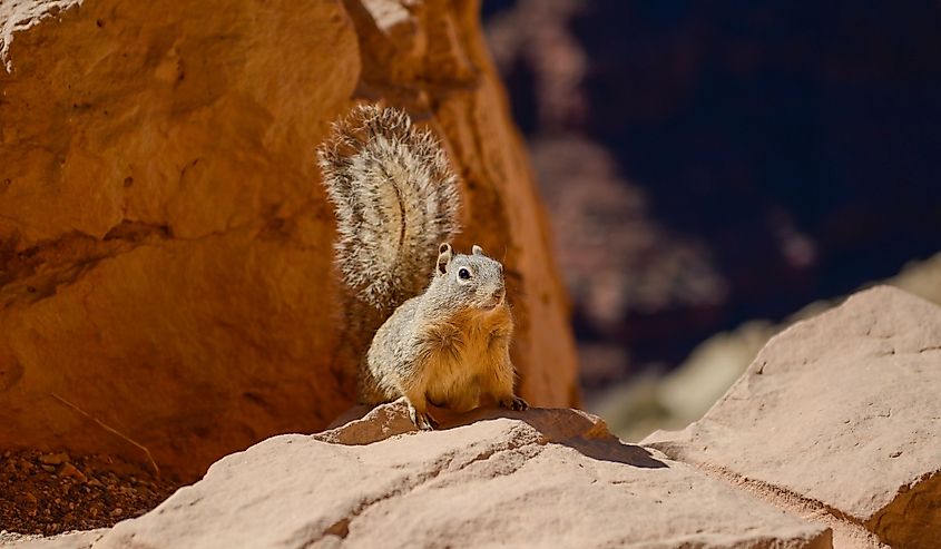 A squirrel on the South Kaibab trail in Arizona
