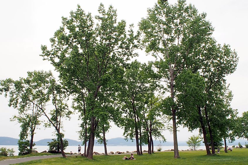 Croton-On-Hudson, New York: Poplar trees on the bank of Hudson River