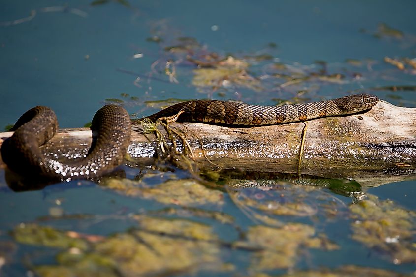 Northern water snake sunning on a log in a pond.