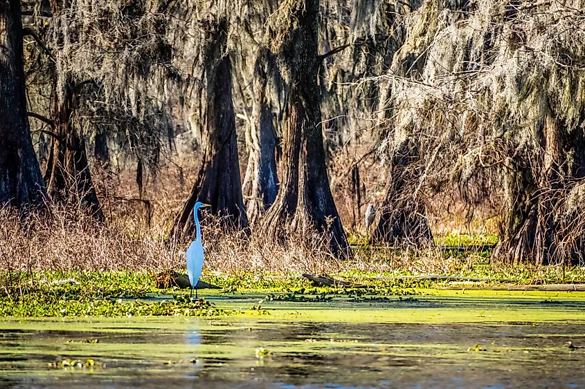Great egret in a swamp near Abbeville, Louisiana.