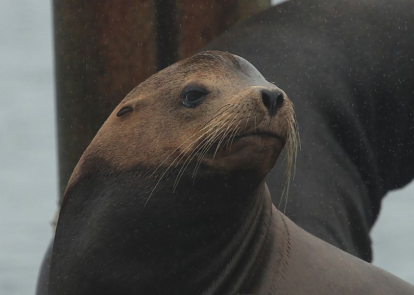 Massive aquatic mammals, male California sea lions can grow to lengths in excess of 7 feet, and their weights can approach 900 pounds.