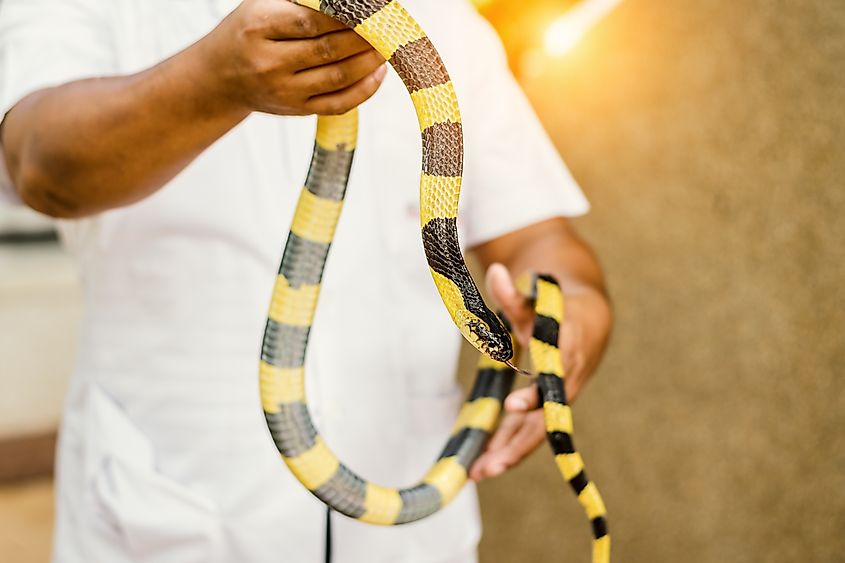 Experts demonstrating how to catch a banded krait.