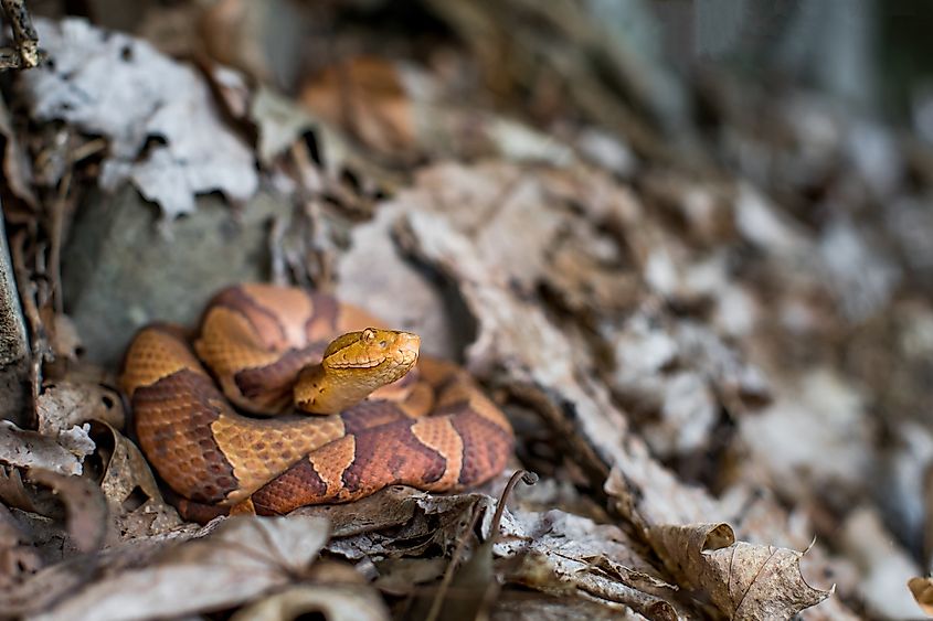 copperhead (agkistrodon contortrix)