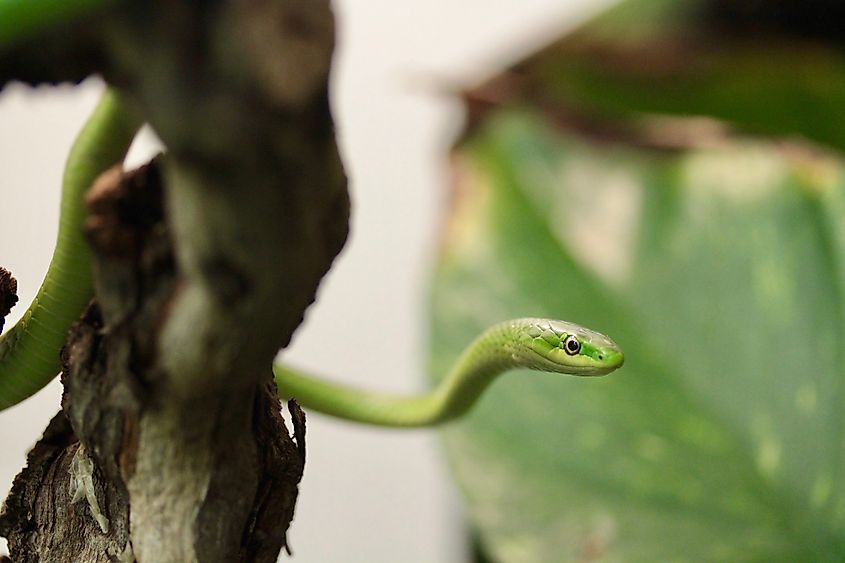 The smooth green snake can be found by the water at Aroostook State Park in Maine.
