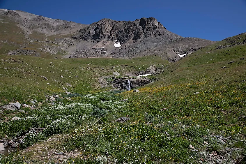A wildflower meadow in American Basin. Photo credit: Brendan Cane