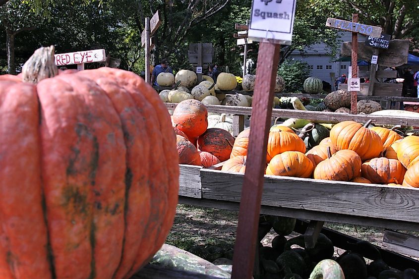 Pumpkin patch in Arthur, Illinois.