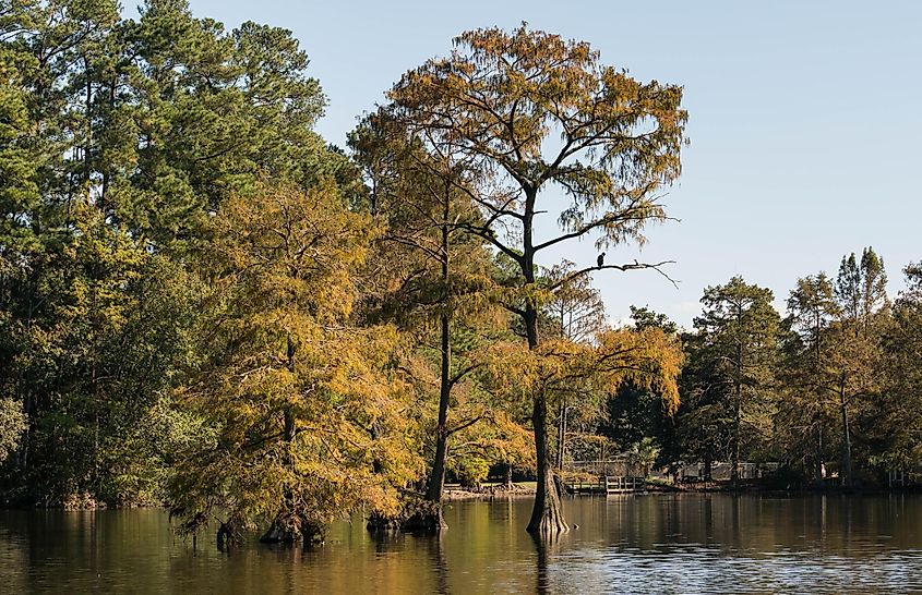 Swan Lake and Iris Gardens in Sumter, South Carolina.