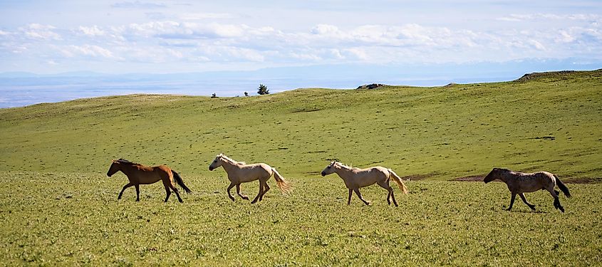 Horses grazing in a field near Lovell, Wyoming.