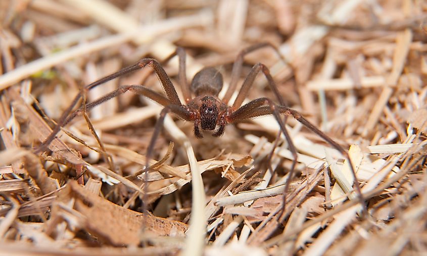 Brown Recluse, a venomous spider in dry winter grass.