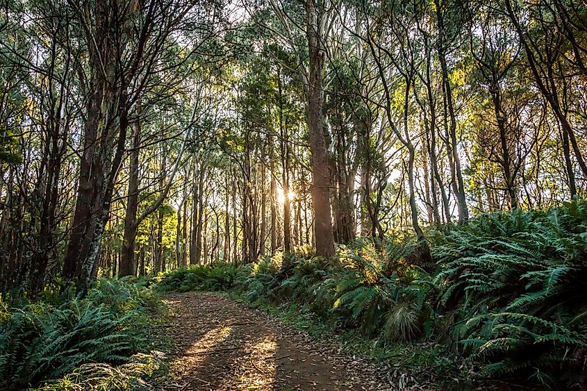Macedon Regional Park in Mount Macedon, Victoria.