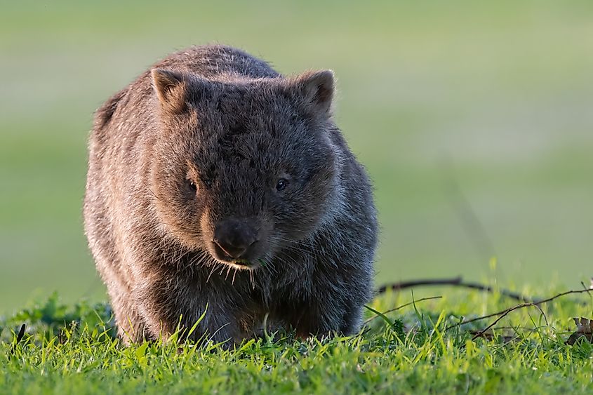 Common wombat (Vombatus ursinus) grazing in the evening.