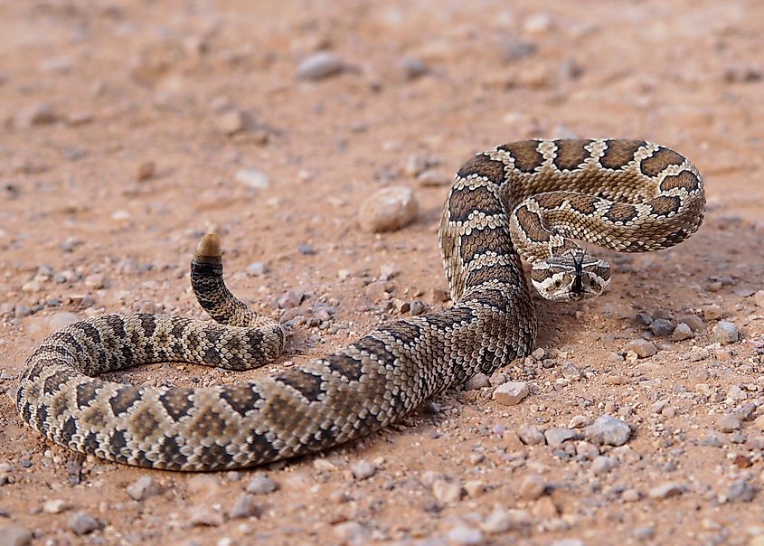 A great basin rattlesnake resting in an alert position.