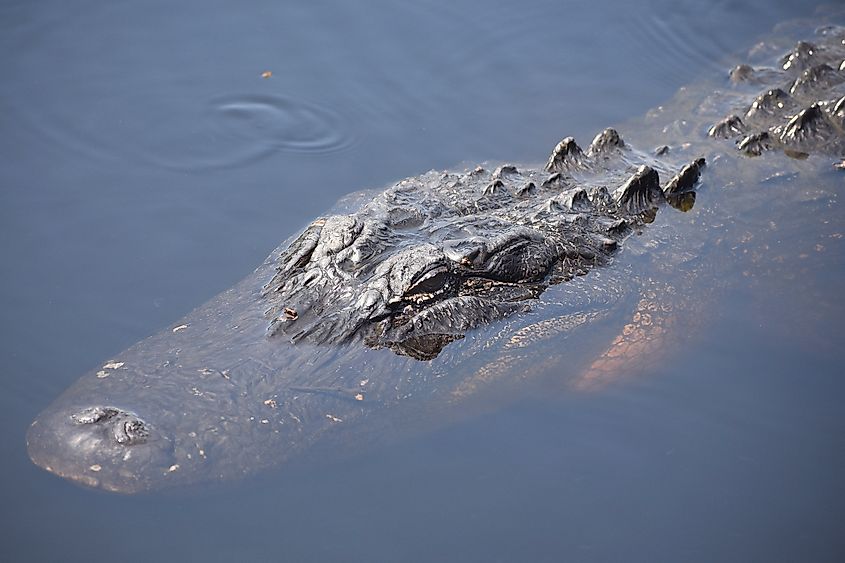 Large American Alligator in Bayou Sauvage National Wildlife Refuge.