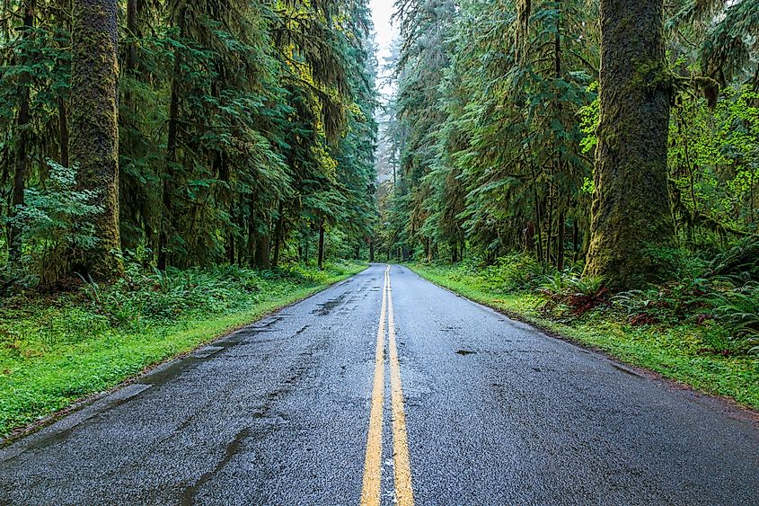 Road to Hoh Rain Forest, Olympic National Park, Washington.