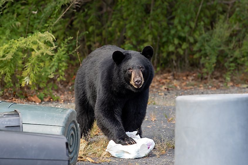 Black Bear by Garbage Cans.