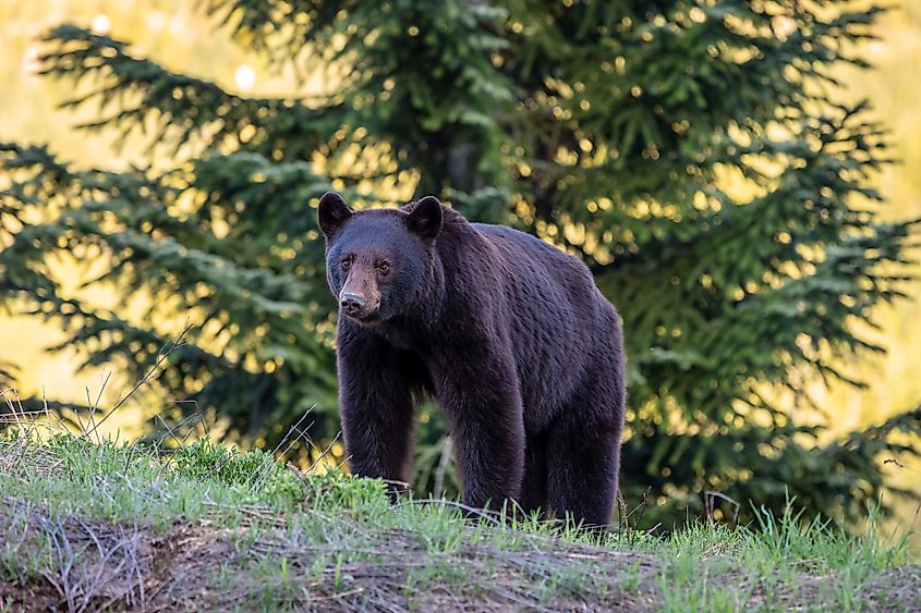 A young black bear in Whistler, British Columbia, Canada, standing amidst the lush forest landscape.