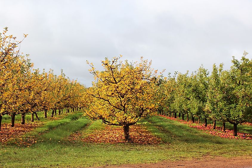 An apple orchard in Donnybrook, Western Australia.