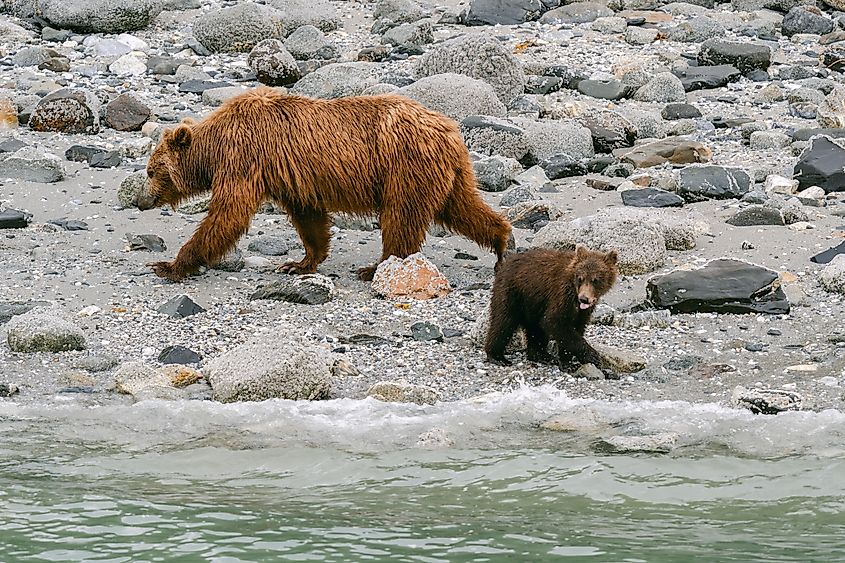Gustavus offers access to the Glacier Bay National Park which is great for wildlife viewing.