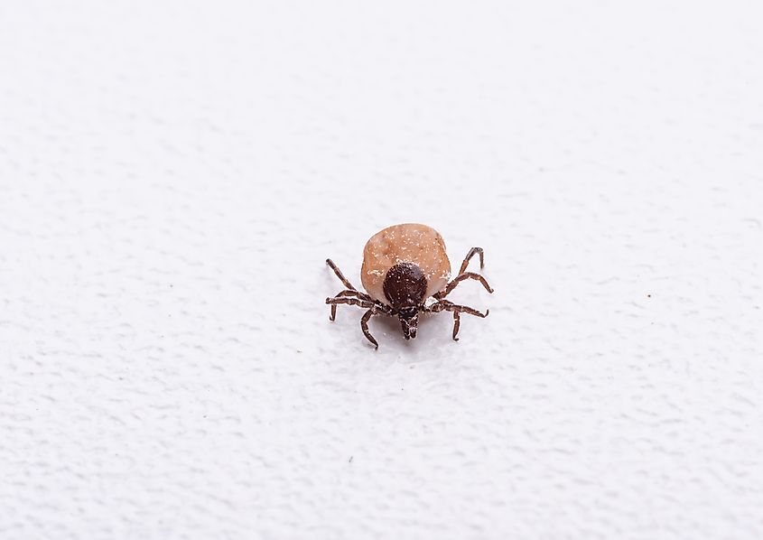 Close-up of an isolated tick on a white background.