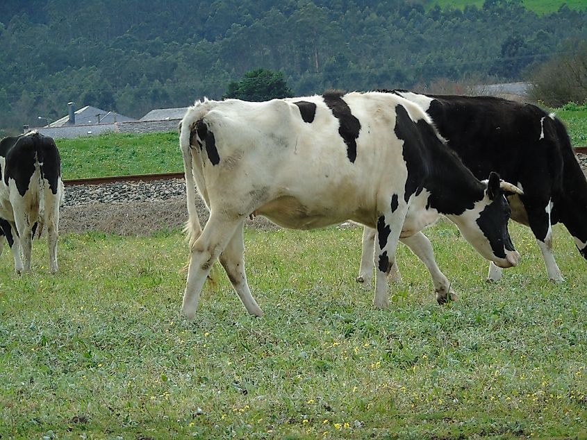 Cows grazing in a field.