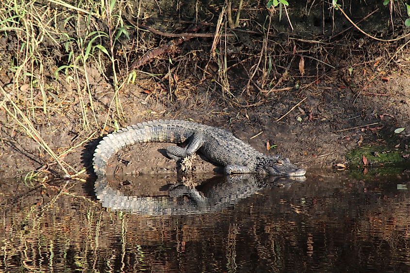 Alligator on the Suwannee River in Florida.