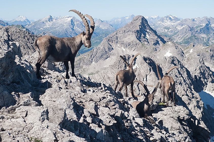 Animals Native to Germany - WorldAtlas