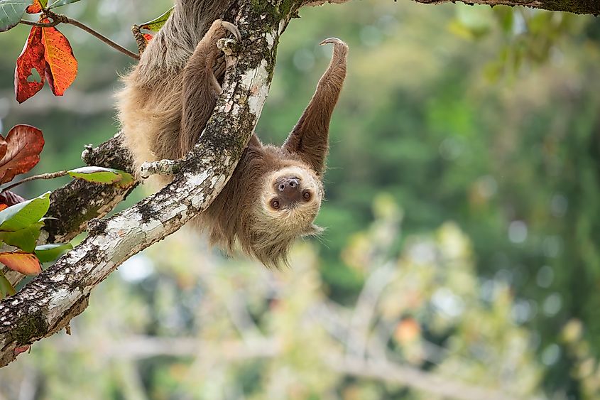 A male two-toed sloth (Choloepus didactylus) hanging upside down on an almond tree in Costa Rica