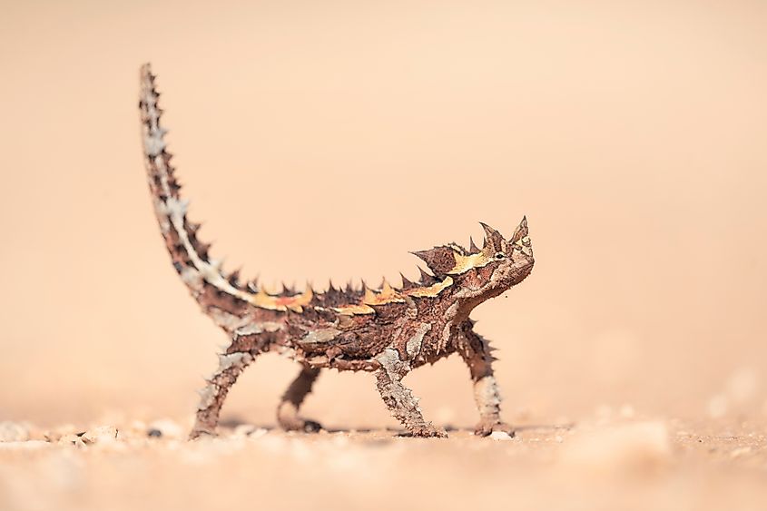 In spite of its prickly appearance, the thorny devil is harmless to people.