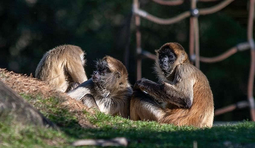 Three Black-handed Spider Monkeys at the Montgomery Zoo.