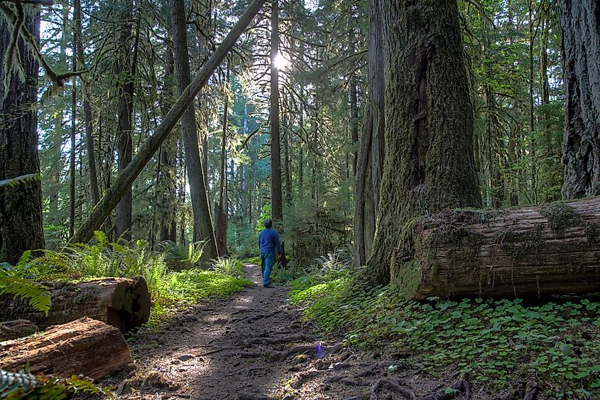 A person exploring the North Umpqua Trail