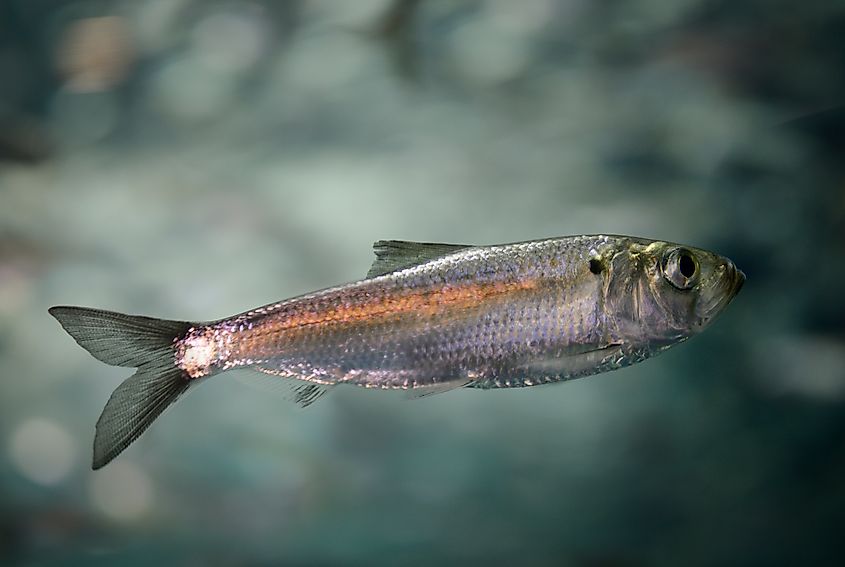 Swimming juvenile Alewife herring fish