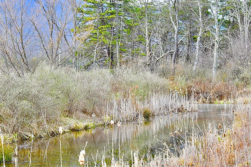 Nature scenes in winter at Rock Hall, Maryland.