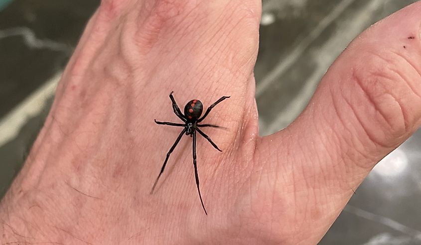 Holding black widow spider, on a hand.