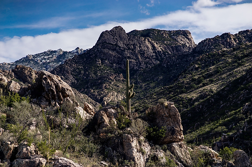 Scenic view of the landscape of the Catalina State Park in Arizona.