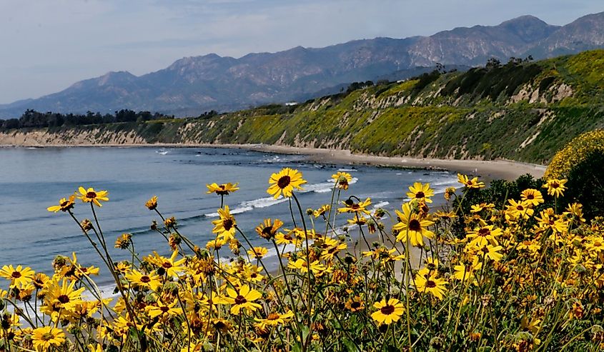 Flowers and the sandy beach at Bates Beach Park in Carpenteria, California