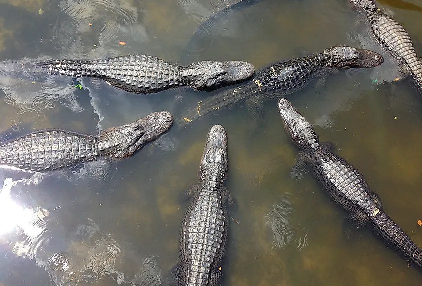 American alligators in a swamp.