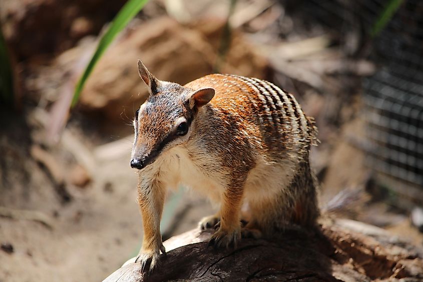 The numbat is one of many unique marsupial species found only in Australia.