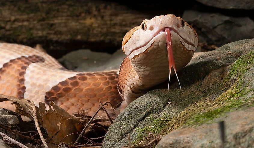 Southern Copperhead, Agkistrodon contortrix, native to South Carolina, with its tongue out.