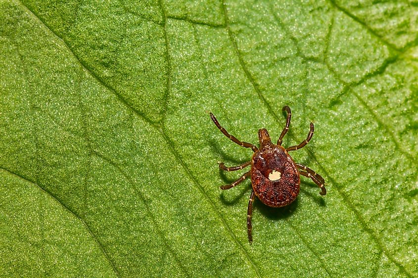 Close-up of a lone star tick on a leaf.