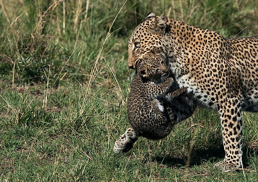 Close up of a leopard carrying her cub