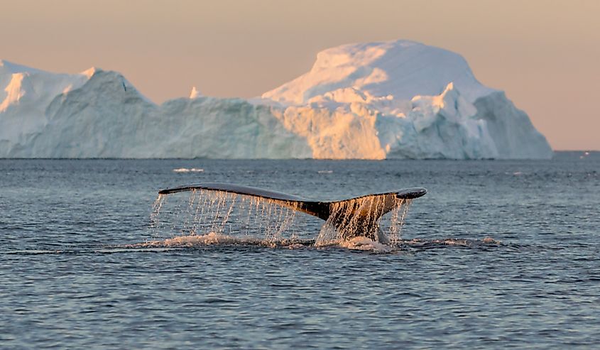 The Greenland Sea is inhabited by a variety of marine life.