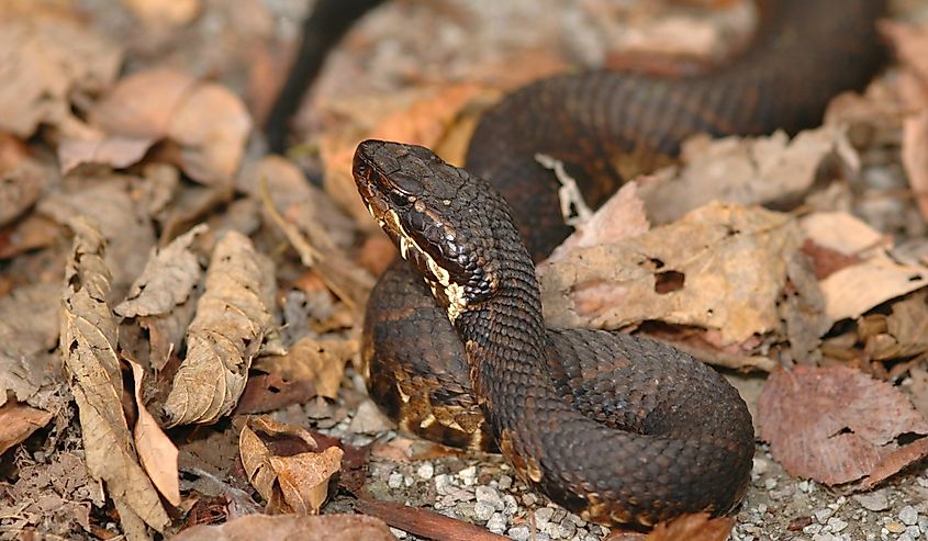 This western cottonmouth was photographed in late fall in the leaf litter.