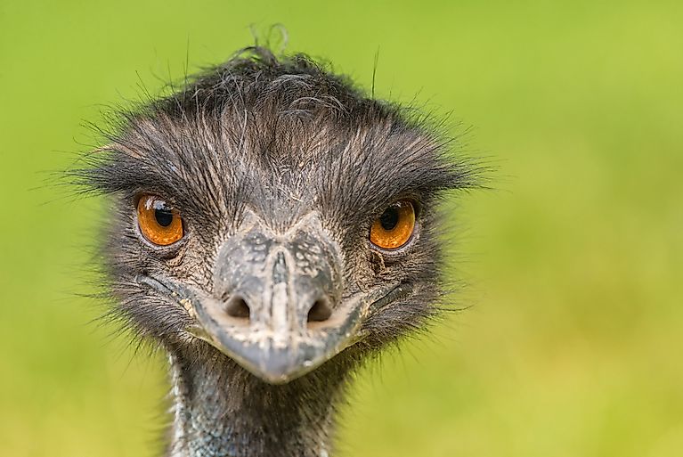 The Fastest Birds In The World Worldatlascom