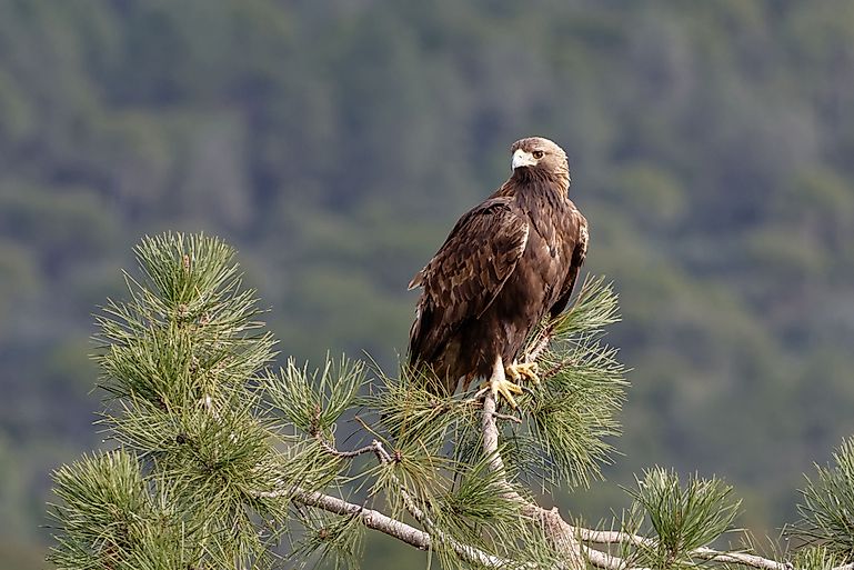 Animals Native To Spain Worldatlascom