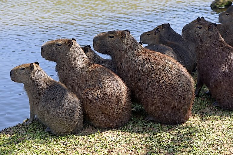 Capybara Facts For Kids 