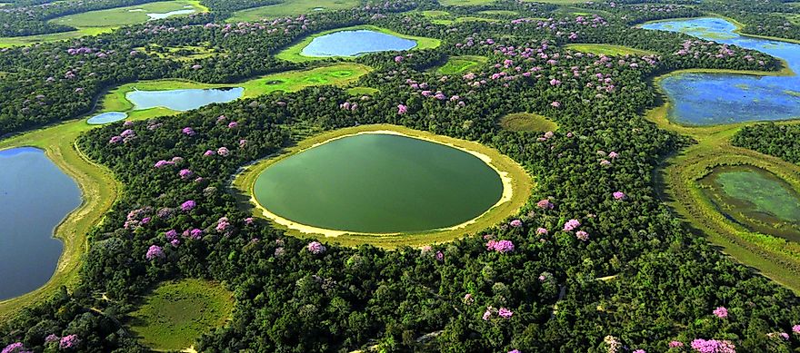 Tree Of Life Natural Wonders Of Bahrain Worldatlas Com